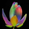 Rainbow_Lotus
