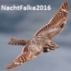 NachtFalke2016